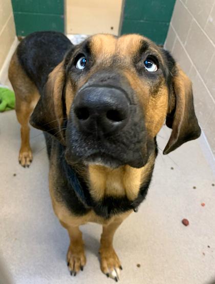 Enlarge Ginger Snap, a Adoptable mixed breed in Madison, WI image 1/3