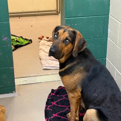 Ginger Snap, Adoptable, Young Female Black and Tan Coonhound & Mixed Breed.