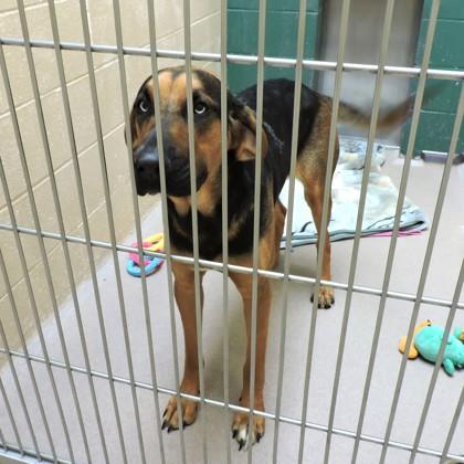 Enlarge Ginger Snap, a Adoptable mixed breed in Madison, WI image 2/3