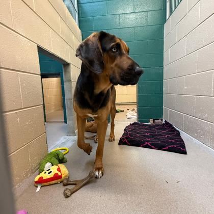 Enlarge Ginger Snap, a Adoptable mixed breed in Madison, WI image 3/3
