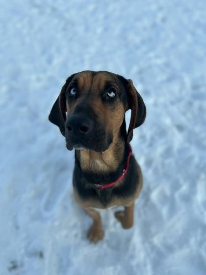 Enlarge Ginger Snap, a Adoptable mixed breed in Madison, WI image 3/3