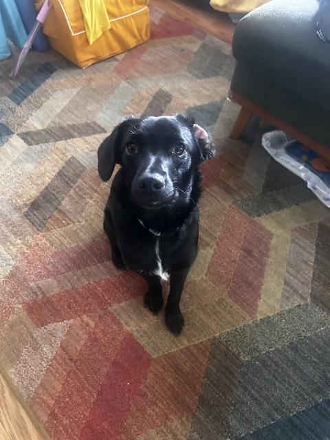 Lenny, ADOPTABLE, Young Male Black Labrador Retriever.