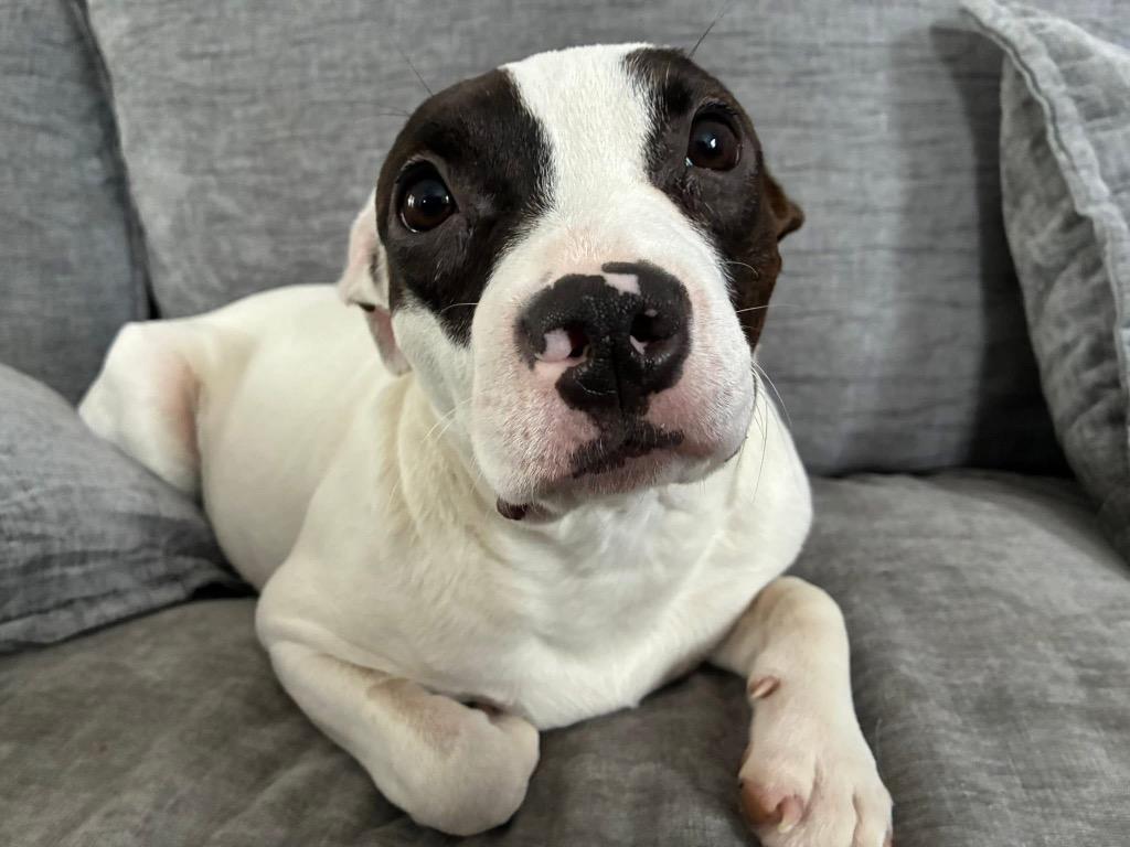 Enlarge Stella, a Adoptable mixed breed in Charlotte, MI image 1/5