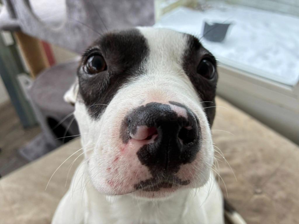 Enlarge Stella, a Adoptable mixed breed in Charlotte, MI image 2/5