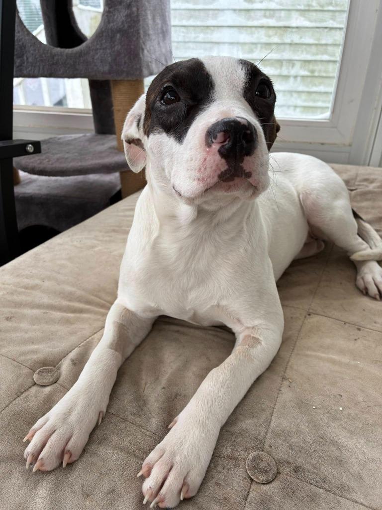 Enlarge Stella, a Adoptable mixed breed in Charlotte, MI image 4/5