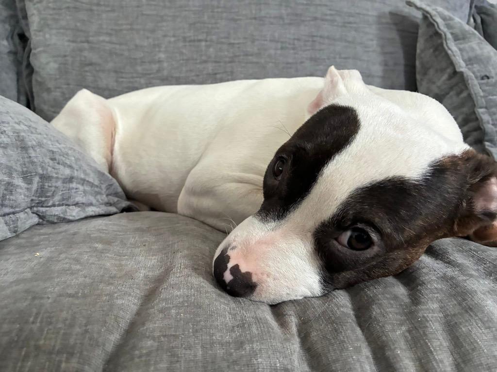 Enlarge Stella, a Adoptable mixed breed in Charlotte, MI image 5/5