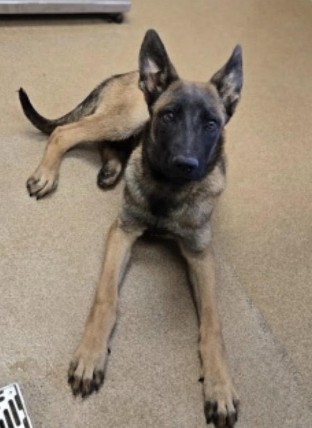 Sunny D, adopted, Young Male Belgian Shepherd / Malinois.