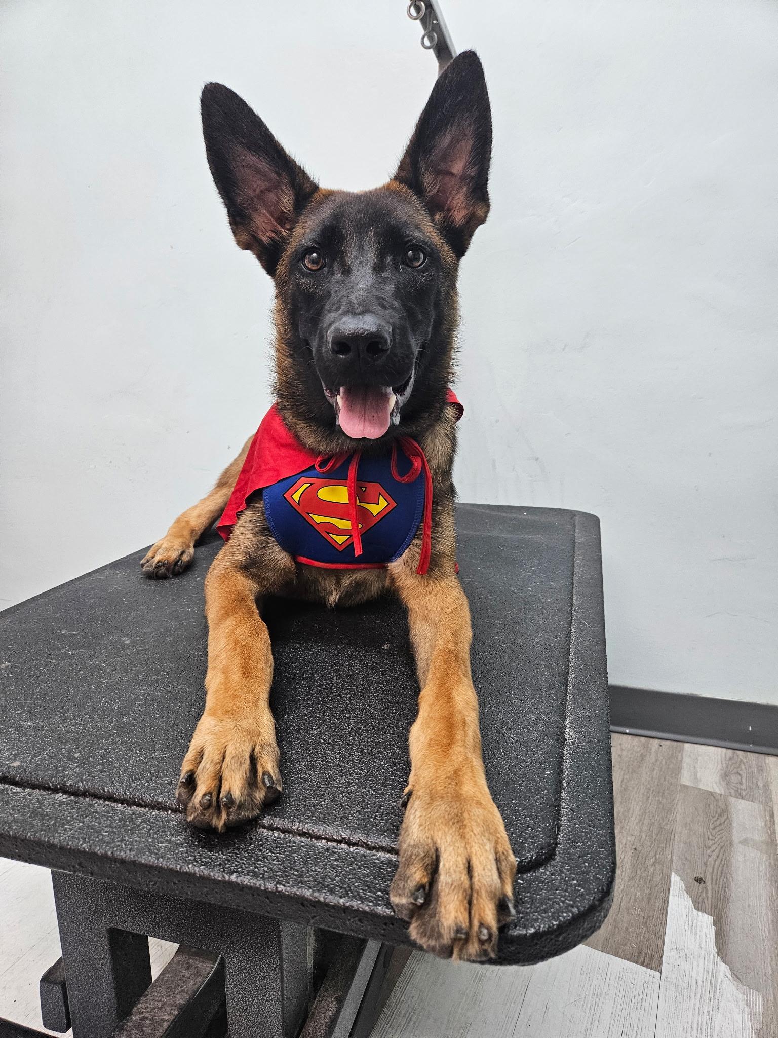 Enlarge Sunny D, an adopted Belgian Shepherd / Malinois in Duxbury, MA image 3/3