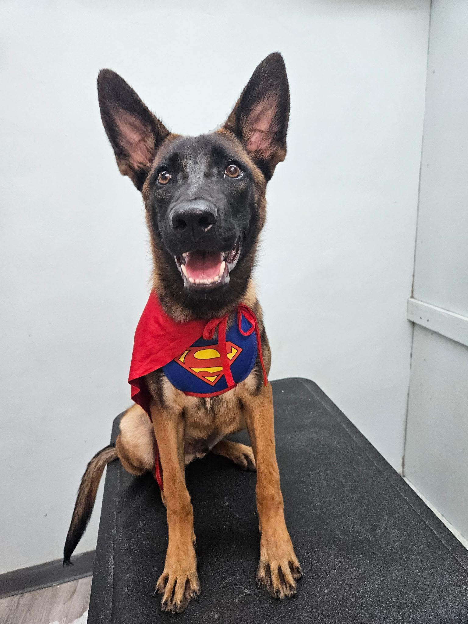 Enlarge Sunny D, an adopted Belgian Shepherd / Malinois in Duxbury, MA image 2/3