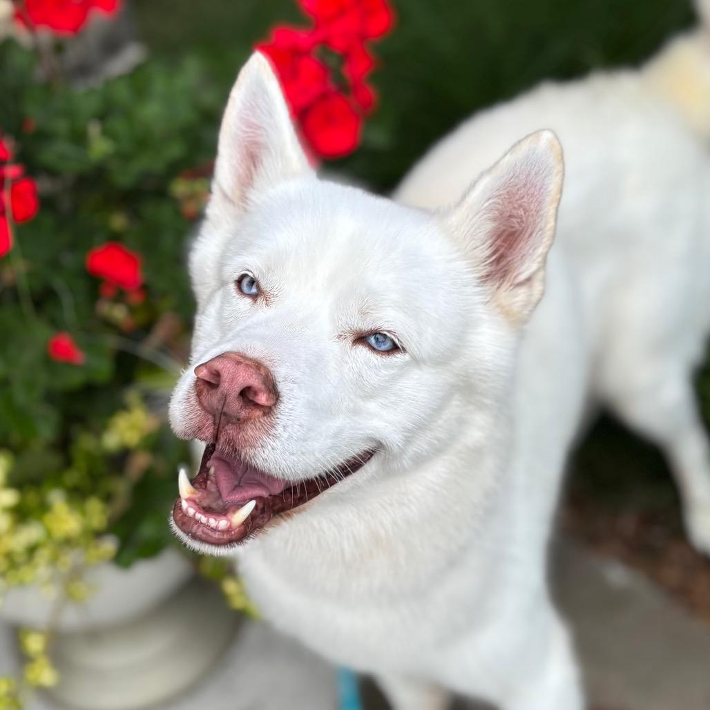 Brimsley, Adoptable, Young Male Siberian Husky.