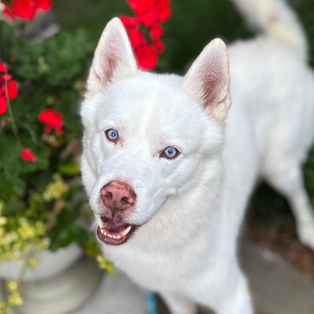 Brimsley, a Adoptable Siberian Husky in Nashville, IN image 2/6