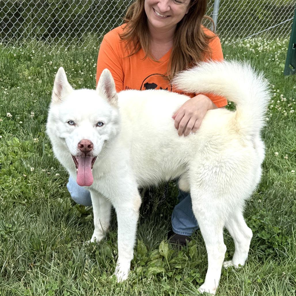 Brimsley, a Adoptable Siberian Husky in Nashville, IN image 3/6