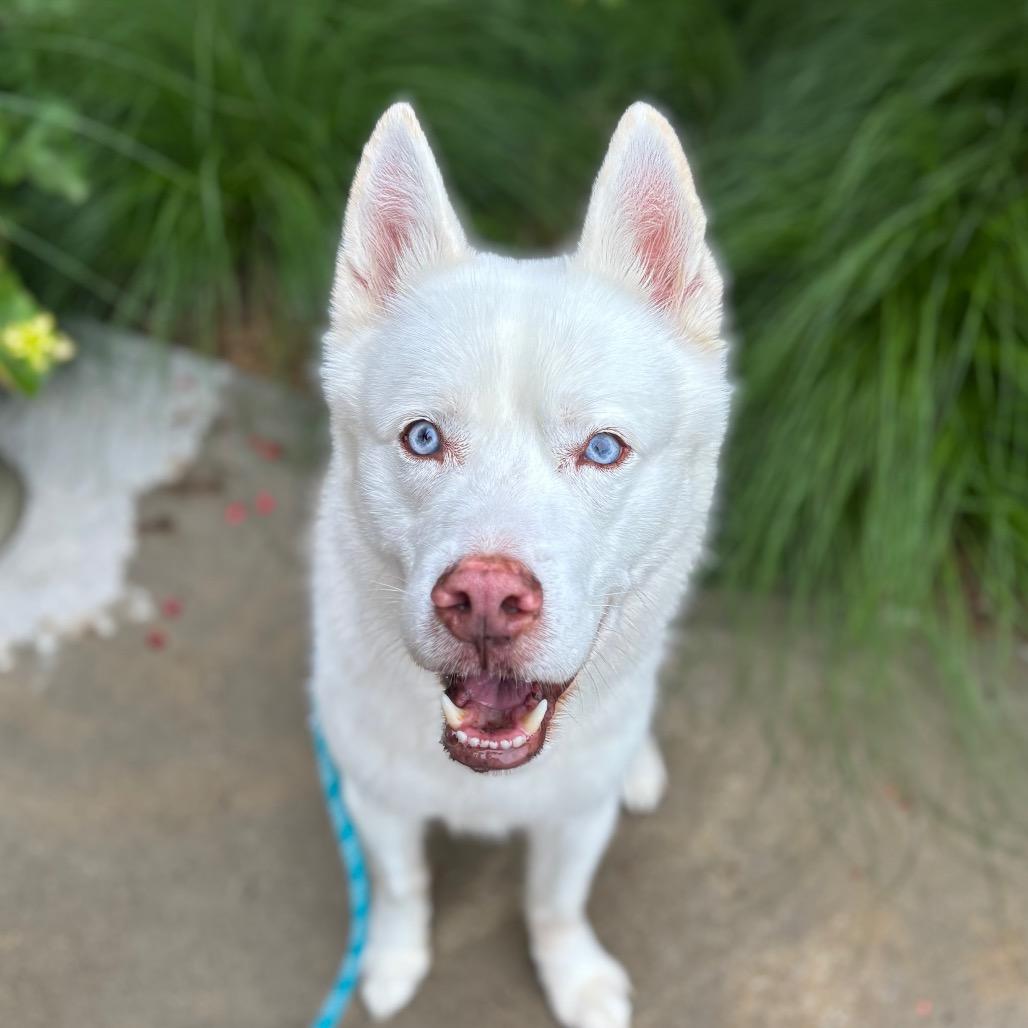 Brimsley, a Adoptable Siberian Husky in Nashville, IN image 4/6
