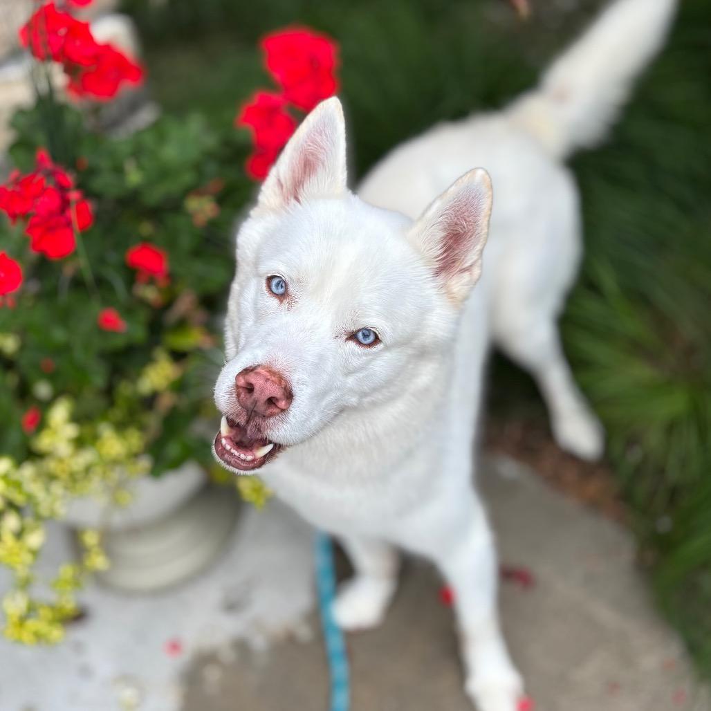 Brimsley, a Adoptable Siberian Husky in Nashville, IN image 5/6