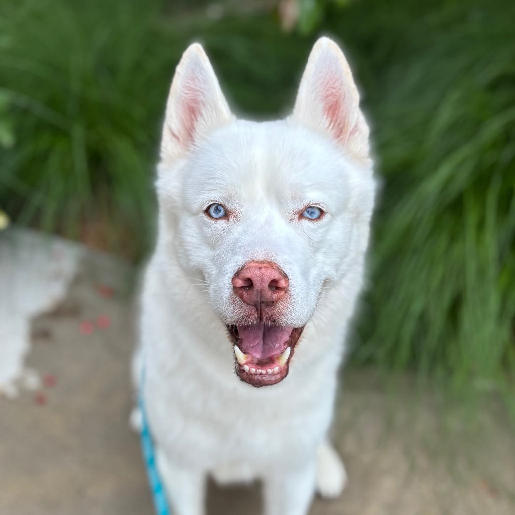 Brimsley, a Adoptable Siberian Husky in Nashville, IN image 6/6