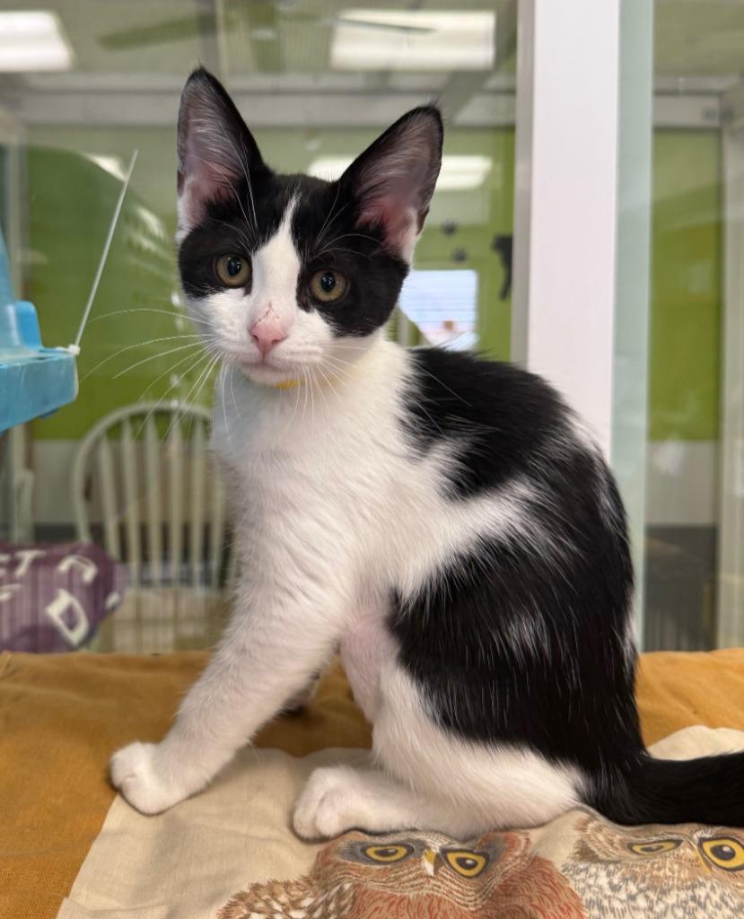 Enlarge Pasha, a Adopted mixed breed in Lemoore, CA image 1/1