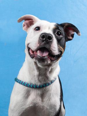 Zoey, Adoptable, Adult Female Mixed Breed & Mixed Breed.