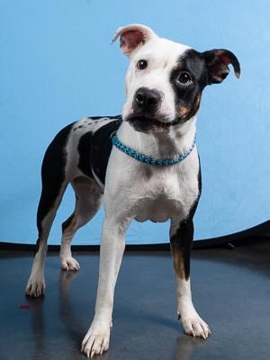 Enlarge Zoey, a Adoptable Mixed Breed in Atlanta, GA image 2/2