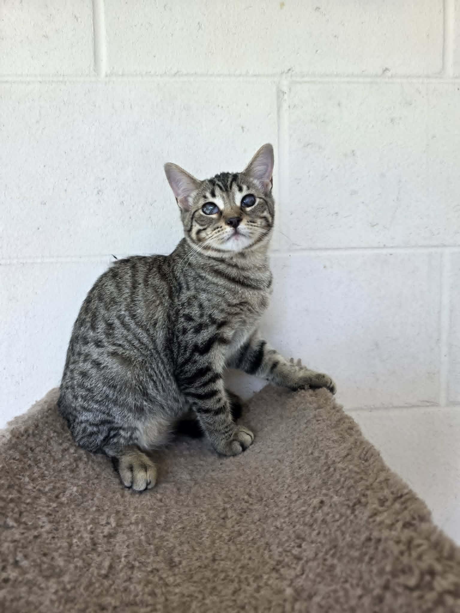 Enlarge Robin, a ADOPTABLE Domestic Short Hair in Umatilla, FL image 4/5