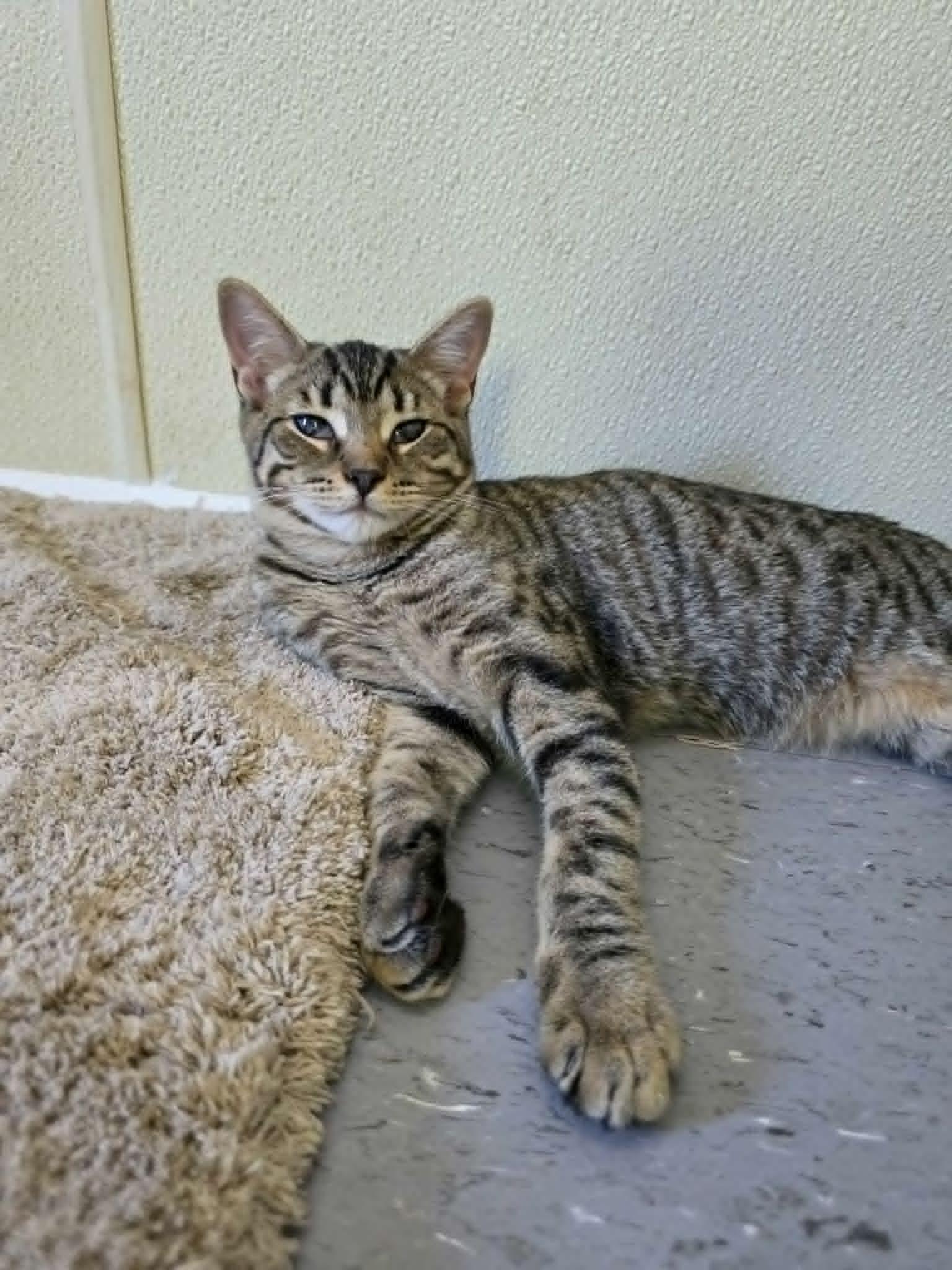Enlarge Robin, a ADOPTABLE Domestic Short Hair in Umatilla, FL image 5/5