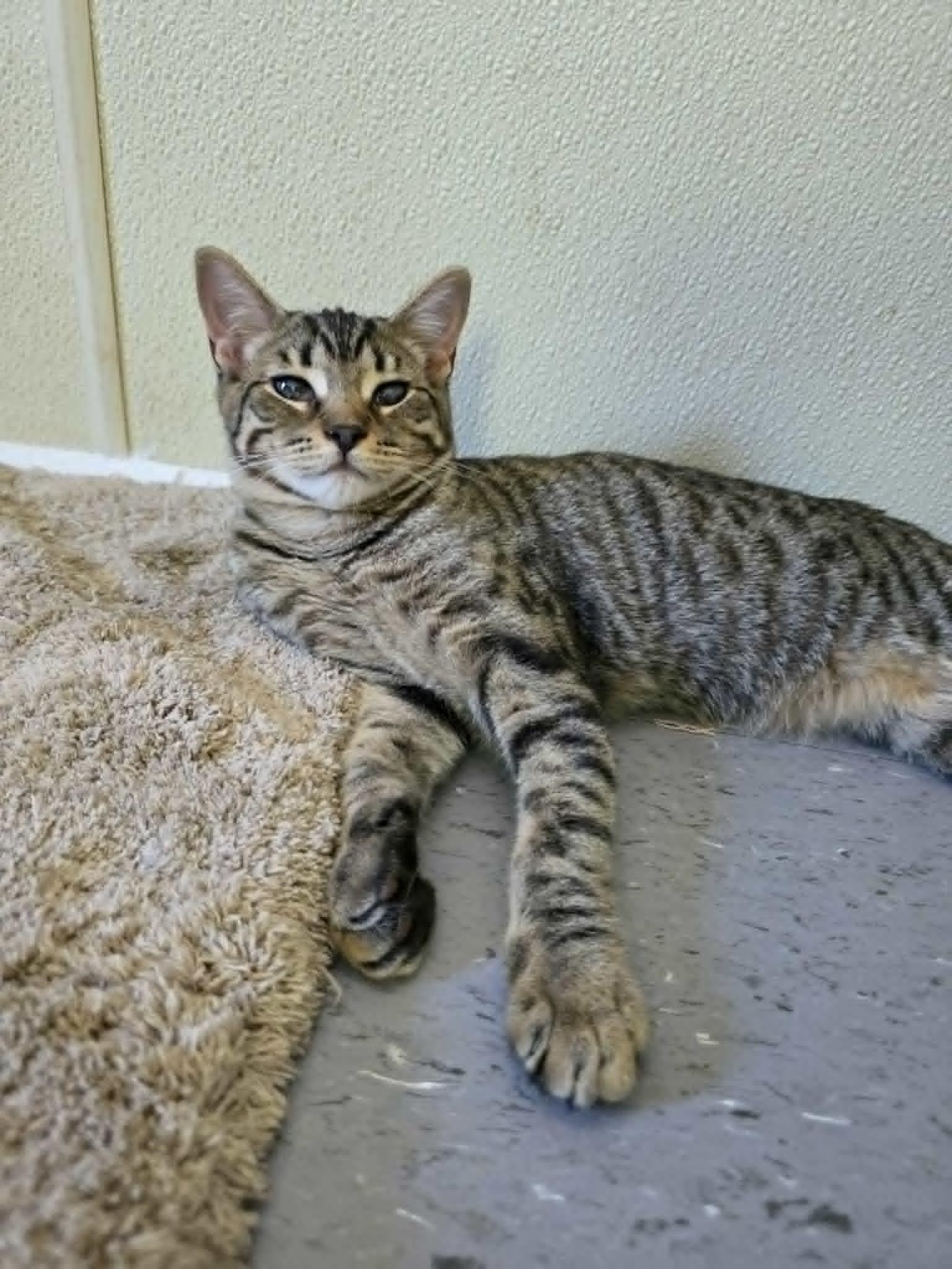 Enlarge Robin, a ADOPTABLE Domestic Short Hair in Umatilla, FL image 2/5