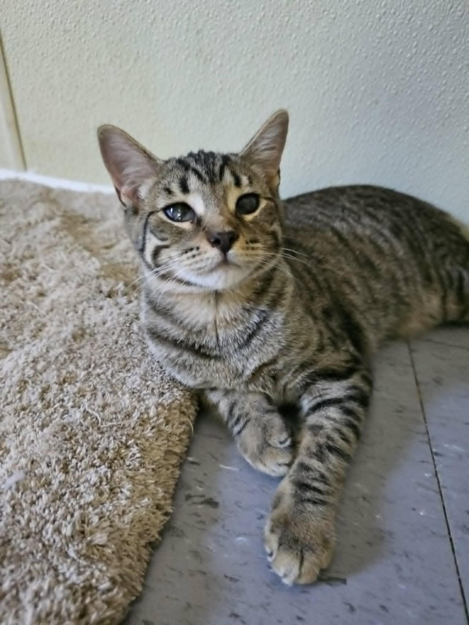 Robin, ADOPTABLE, Kitten Female Domestic Short Hair.