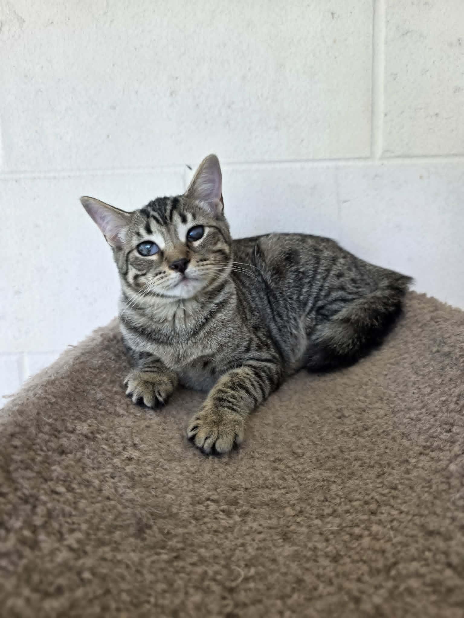 Enlarge Robin, a ADOPTABLE Domestic Short Hair in Umatilla, FL image 3/5