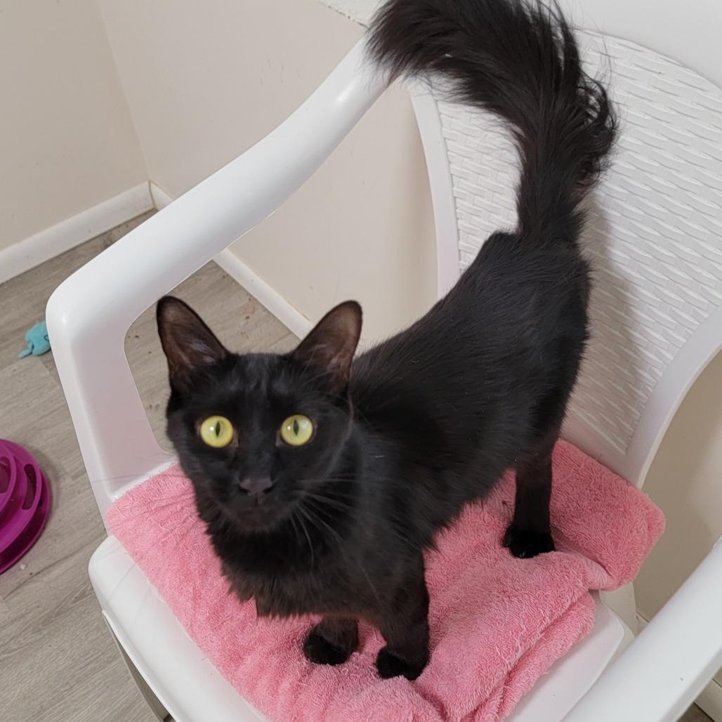 Aurora, Adoptable, Adult Female Domestic Medium Hair.