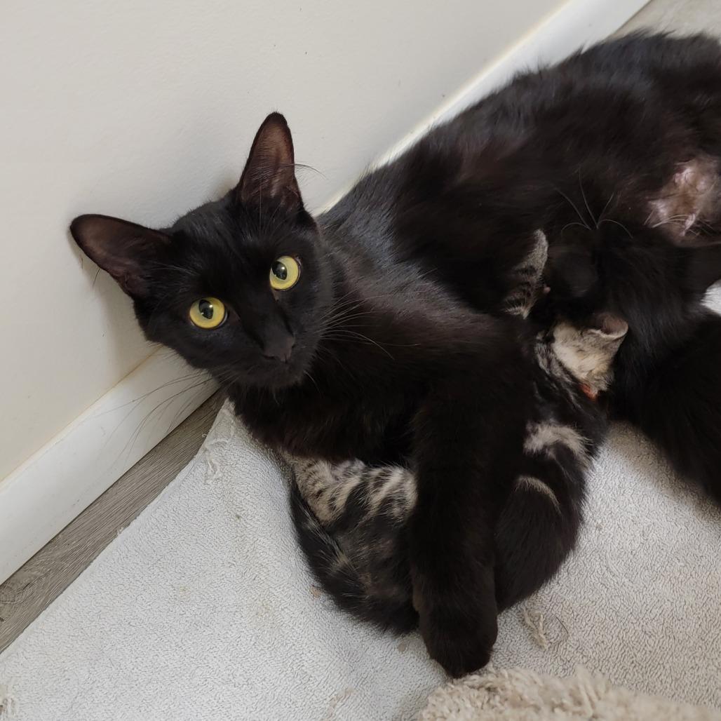 Aurora, a Adoptable Domestic Medium Hair in Chattanooga, TN image 3/5