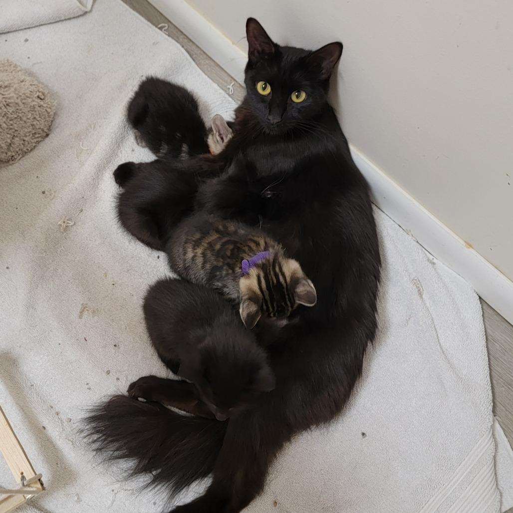 Aurora, a Adoptable Domestic Medium Hair in Chattanooga, TN image 4/5