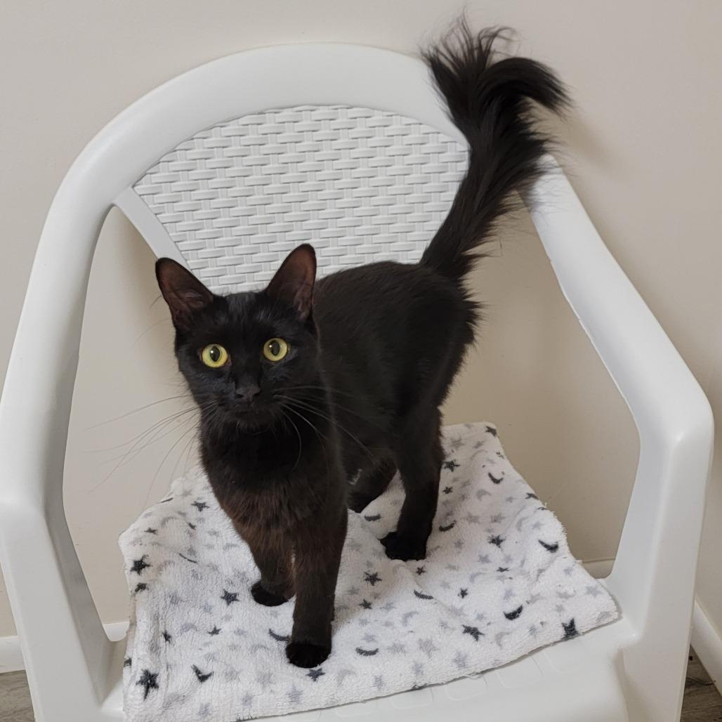 Aurora, a Adoptable Domestic Medium Hair in Chattanooga, TN image 5/5