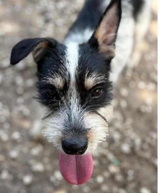 Lyla, an adopted Jack Russell Terrier in Toronto, ON image 3/6
