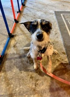 Lyla, an adopted Jack Russell Terrier in Toronto, ON image 5/6