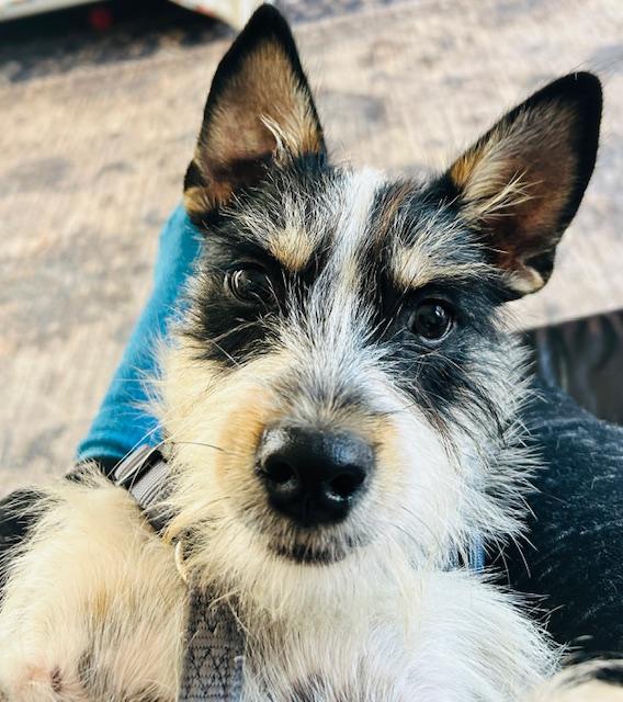 Lyla, adopted, Young Female Jack Russell Terrier.