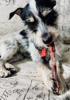 Lyla, an adopted Jack Russell Terrier in Toronto, ON image 4/6