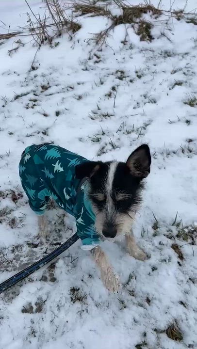 Enlarge Lyla, an adopted Jack Russell Terrier in Toronto, ON video 6/6