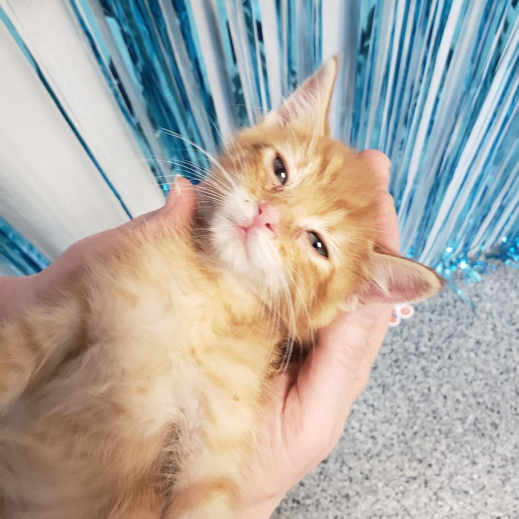 Enlarge Thunder, a Adoptable Domestic Long Hair in Mondovi, WI image 2/6