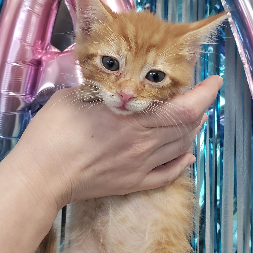 Enlarge Thunder, a Adoptable Domestic Long Hair in Mondovi, WI image 3/6