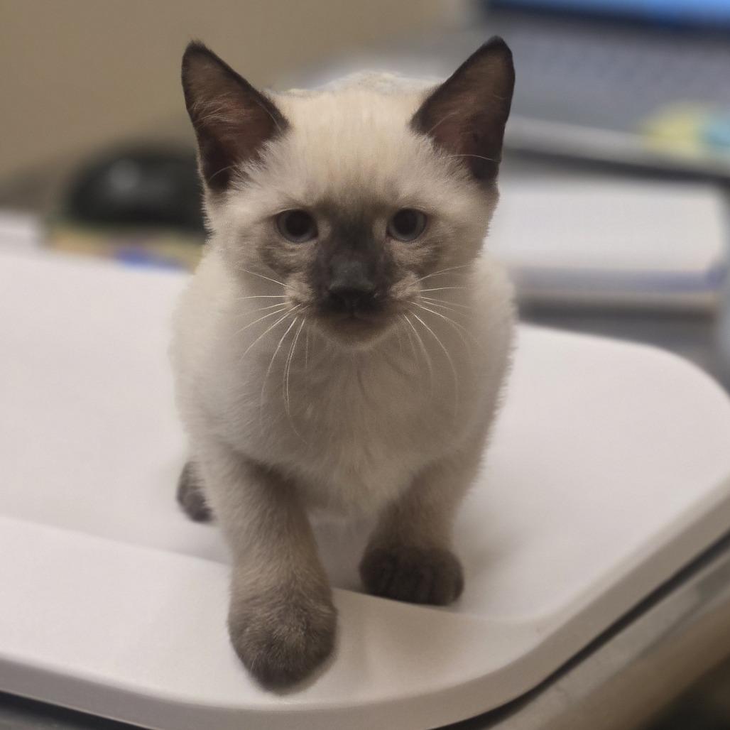 Enlarge Marcus, a Adoptable Domestic Short Hair in Wickenburg, AZ image 1/5