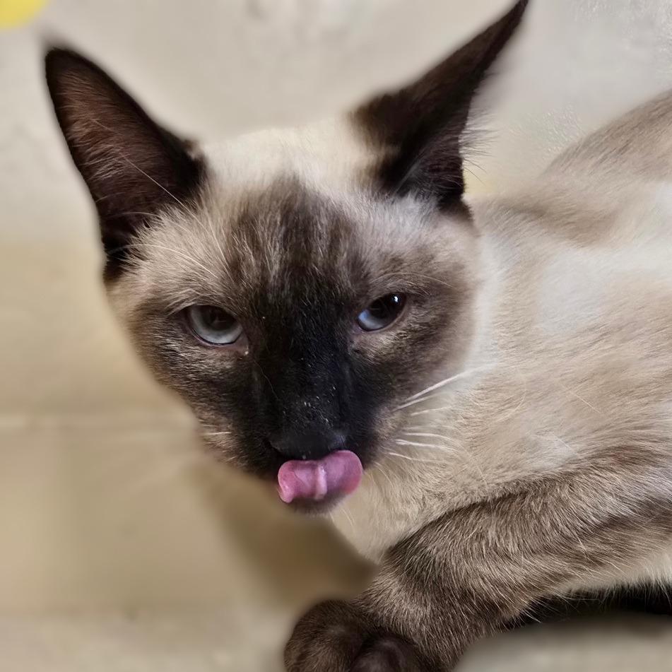 Enlarge Marcus, a Adoptable Domestic Short Hair in Wickenburg, AZ image 2/5