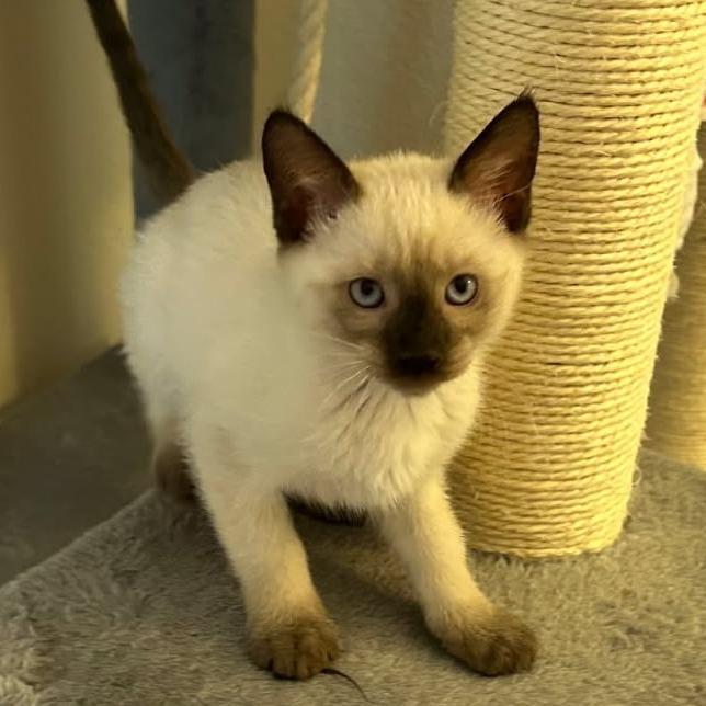 Enlarge Marcus, a Adoptable Domestic Short Hair in Wickenburg, AZ image 3/5