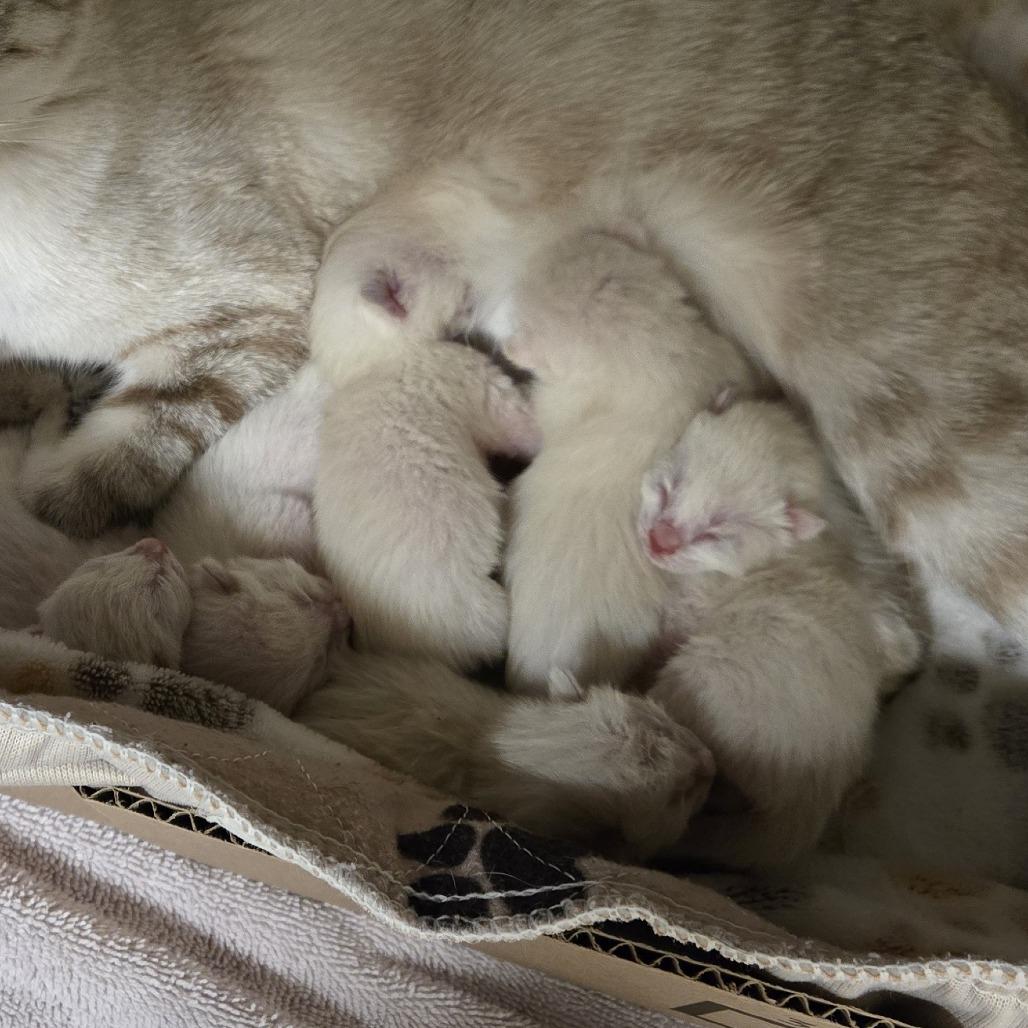Enlarge Marcus, a Adoptable Domestic Short Hair in Wickenburg, AZ image 4/5