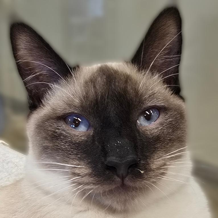 Enlarge Marcus, a Adoptable Domestic Short Hair in Wickenburg, AZ image 5/5