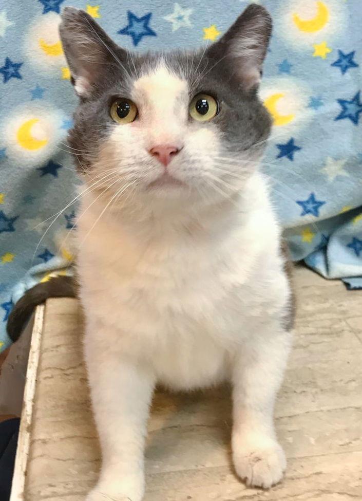 Gordito, a Adoptable Domestic Short Hair in Dublin, OH image 2/2