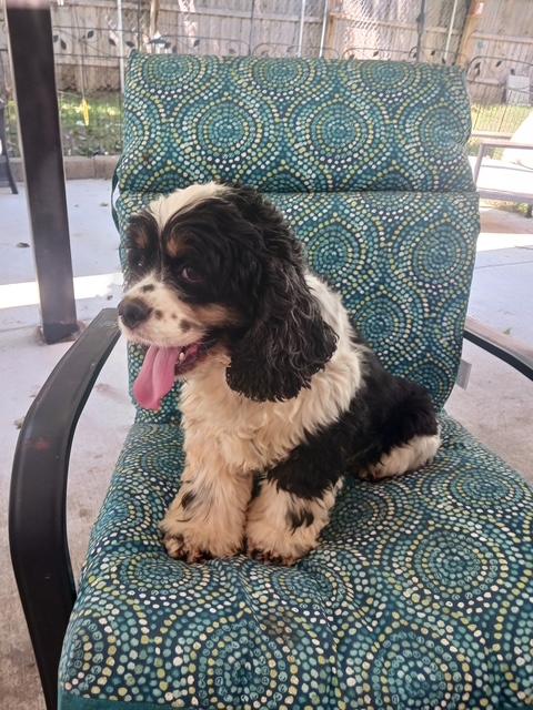 Enlarge Ms Apple Pie -Older Children, a Adoptable Cocker Spaniel in Kannapolis, NC image 3/3