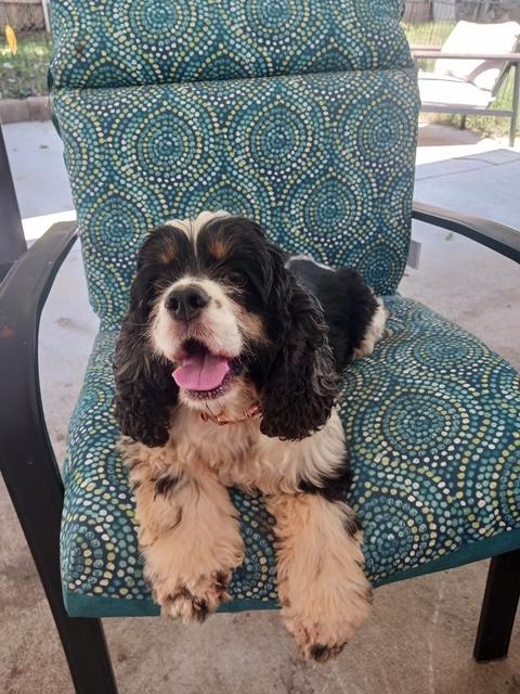 Ms Apple Pie -Older Children, Adoptable, Adult Female Cocker Spaniel.