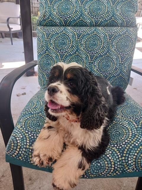 Enlarge Ms Apple Pie -Older Children, a Adoptable Cocker Spaniel in Kannapolis, NC image 2/3