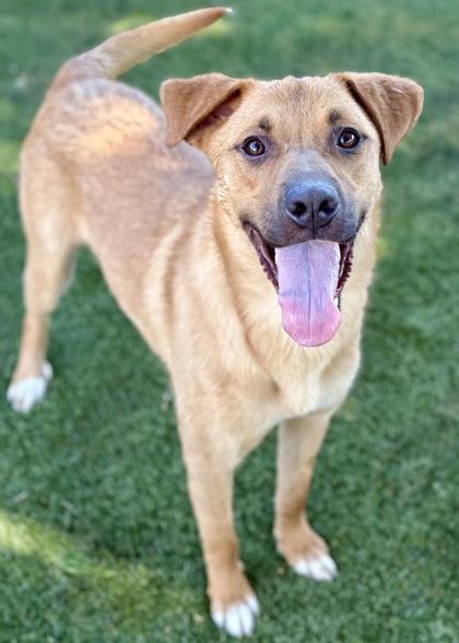 Dirk, an adoptable Labrador Retriever in Red Bluff, CA, 96080 | Photo Image 3