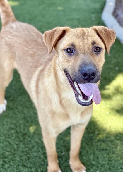 Dirk, an adoptable Labrador Retriever in Red Bluff, CA, 96080 | Photo Image 2