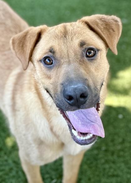 Dirk, an adoptable Labrador Retriever in Red Bluff, CA, 96080 | Photo Image 1